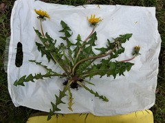 Taraxacum diastematicum