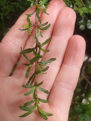 Coprosma cuneata