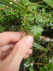 Coprosma cuneata