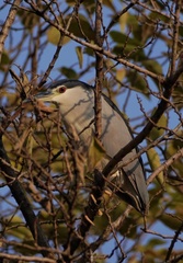 Nycticorax nycticorax