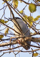 Nycticorax nycticorax