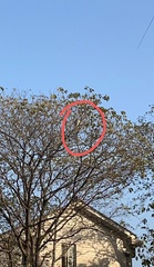 Nycticorax nycticorax