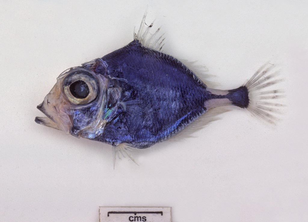 Dwarf dory (Cyttomimus affinis) — Zeniontidae