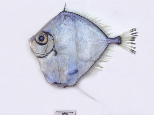 Oreo dory (Xenolepidichthys dalgleishi) — Grammicolepididae — 4