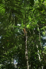 Astrocaryum mexicanum