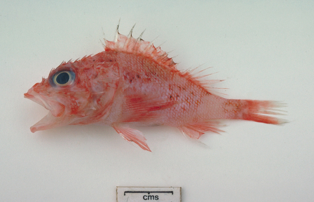 Bigeye scorpionfish (Phenacoscorpius megalops) — Scorpaenidae