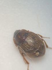 Phaleromela picta