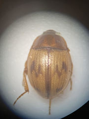 Phaleromela picta