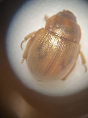 Phaleromela picta