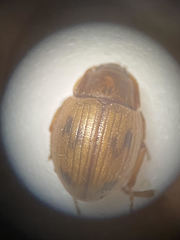Phaleromela picta