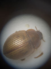 Phaleromela picta