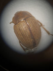 Phaleromela picta