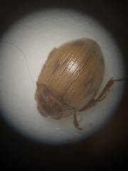Phaleromela picta