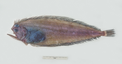 Pelican flounder (Chascanopsetta lugubris) — Bothidae — 2