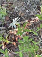 Jasminum stenolobum