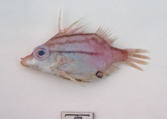 Bathyphylax bombifrons