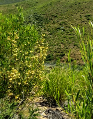 Dodonaea viscosa angustifolia