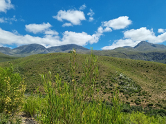 Dodonaea viscosa angustifolia