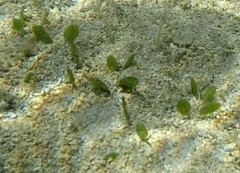 Halophila