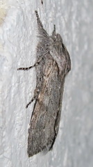 Dicranura ulmi