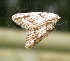 Nola cicatricalis