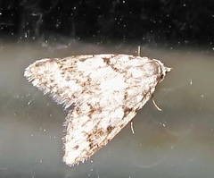 Nola cicatricalis