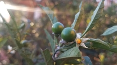 Solanum pseudocapsicum image