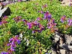 Penstemon spatulatus