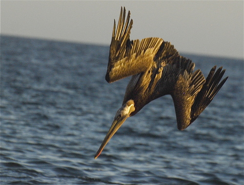 Pelícano Pardo (Pelecanus occidentalis)