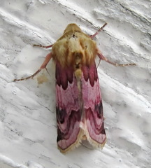 Periphanes delphinii