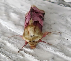 Periphanes delphinii