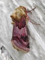 Periphanes delphinii