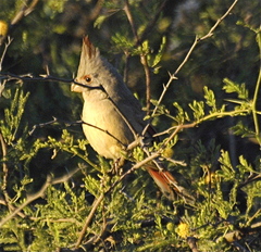 Cardinalis sinuatus