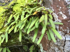 Pyrrosia linearifolia