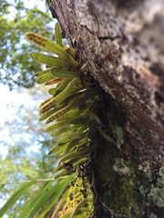 Pyrrosia linearifolia