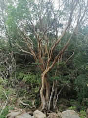 Fraxinus griffithii