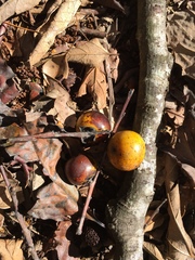 Diospyros morrisiana