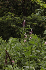 Pedicularis atropurpurea