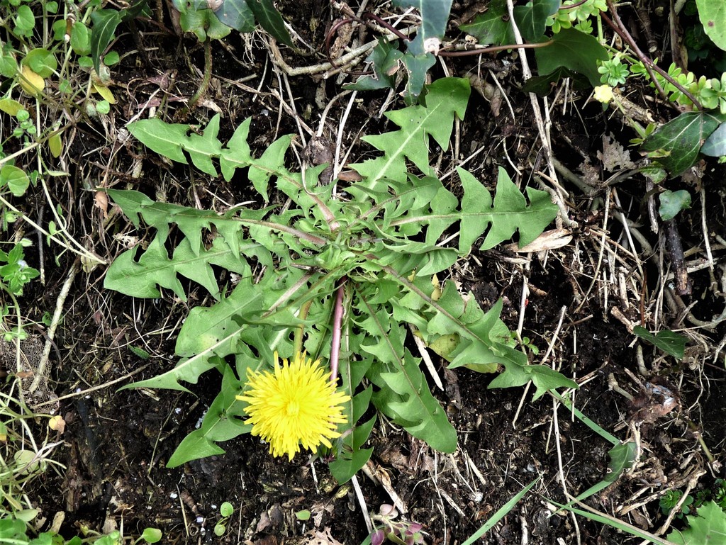 grassland dandelion