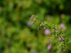 Thalictrum platycarpum