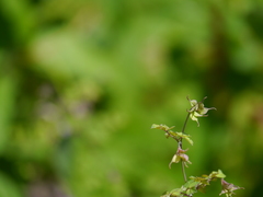 Thalictrum platycarpum