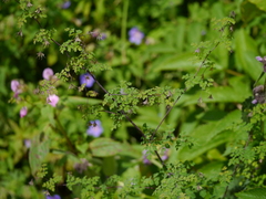 Thalictrum platycarpum