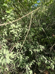 Ximenia americana microphylla