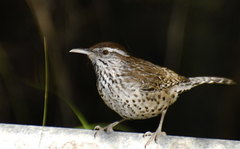 Campylorhynchus brunneicapillus