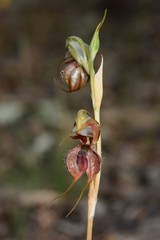 Pterostylis maxima
