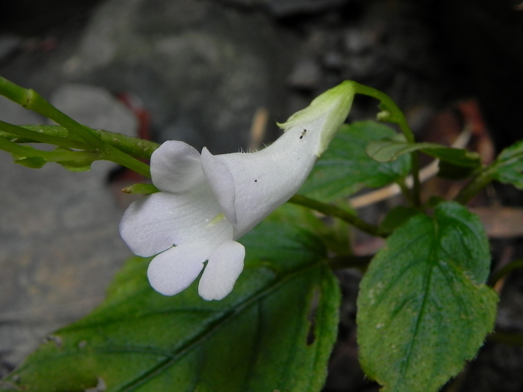 Henckelia anachoreta (Henckelia anachoreta)