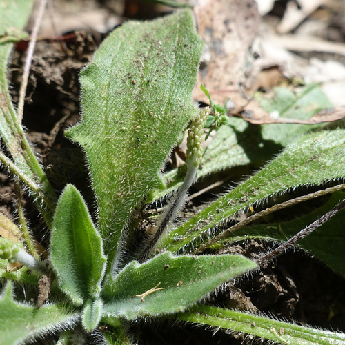 Plantago debilis