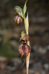 Pterostylis maxima