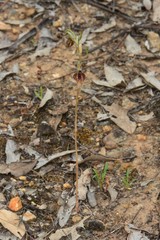 Pterostylis maxima