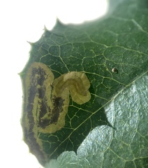 Stigmella braunella